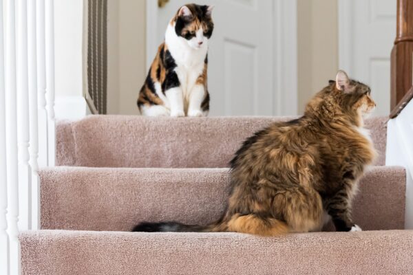 Two cats sitting on the stairs of a two story modular home