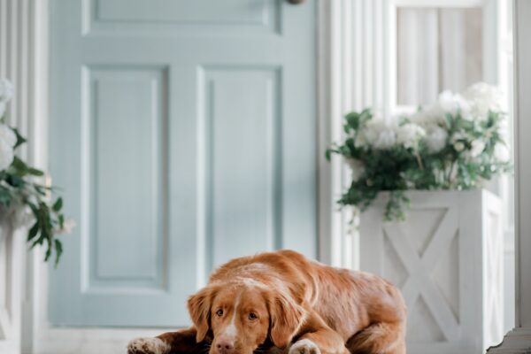 dog in front of front door of modern home with blue door